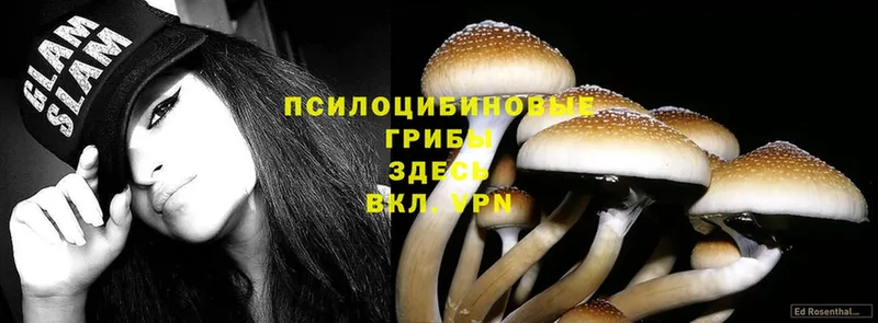 shop какой сайт  Миньяр  Галлюциногенные грибы Psilocybine cubensis  купить наркотик 